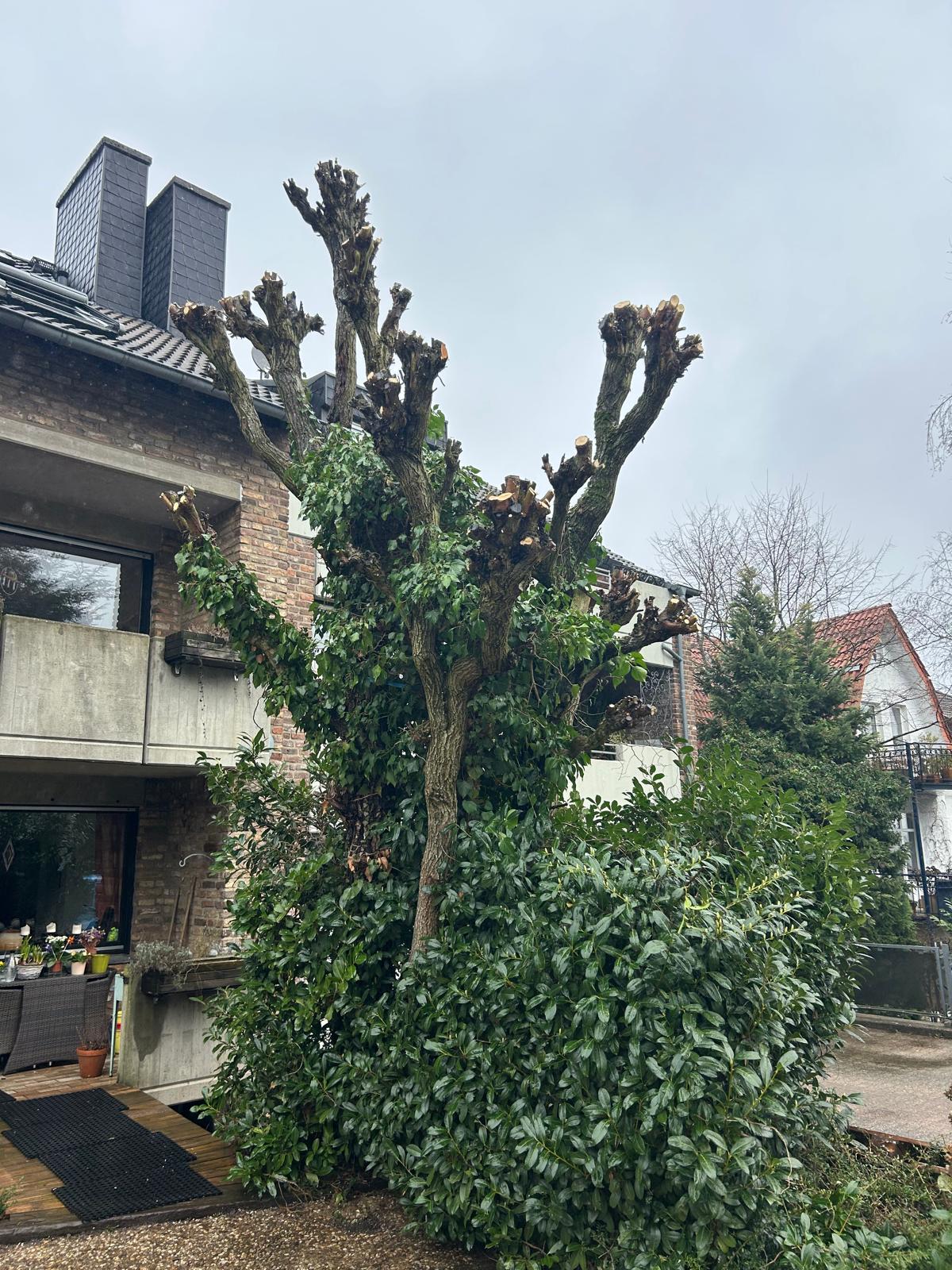 Baum nach dem fachgerechten Rückschnitt