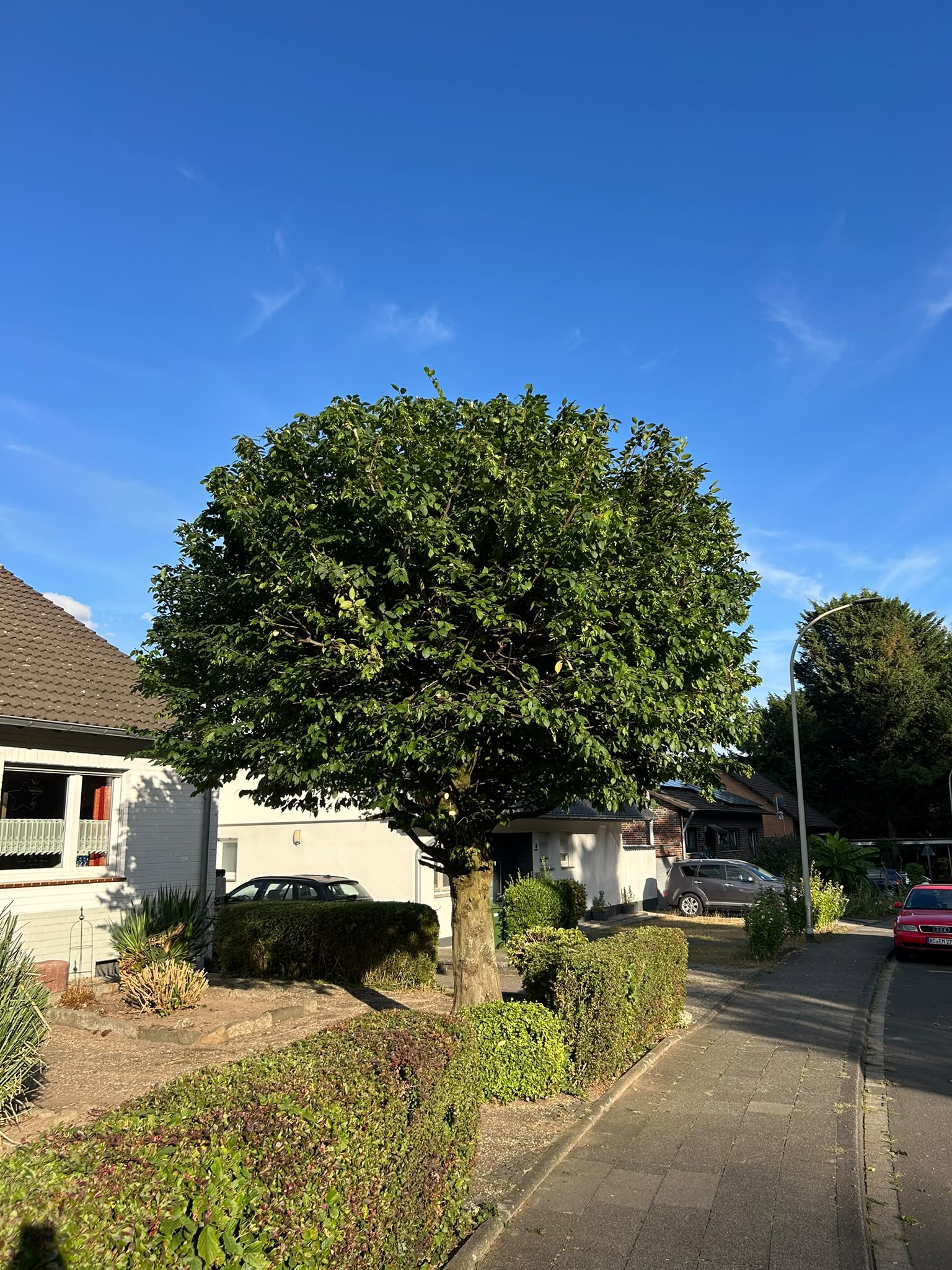 Sauber in Form geschnittener Baum im Vorgarten