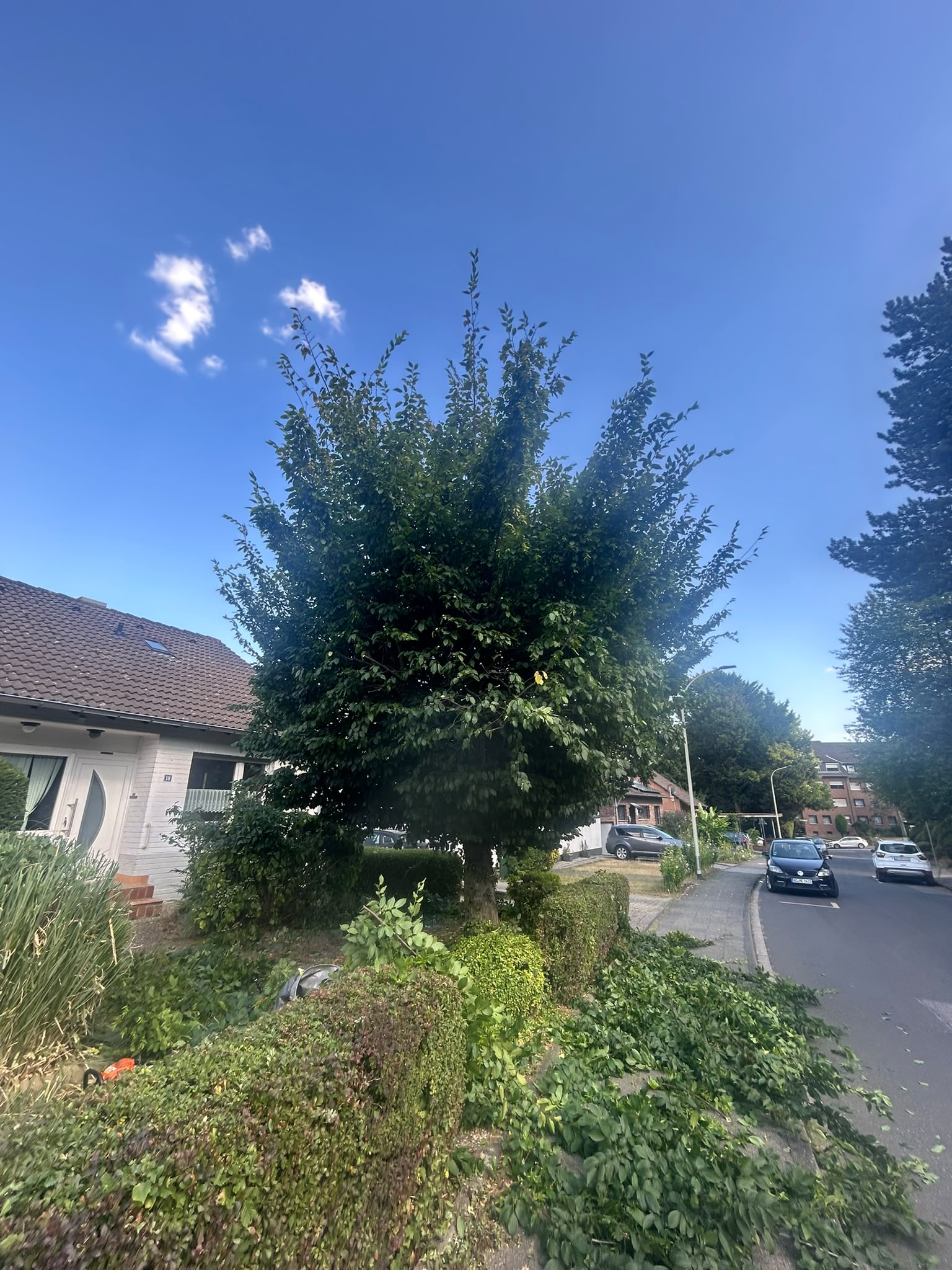 Ausladender, überwachsener Baum im Vorgarten vor dem Schnitt